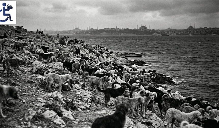 Hayırsızada Faciası: Bir Şehrin Belleğine Kazınan 80 Bin Köpeğin Sürgünü ve Dinmeyen Ahı